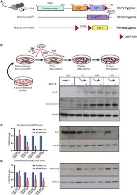 EZH2-Mediated H3K27me3 Targets Transcriptional Circuits of Neuronal Differentiation